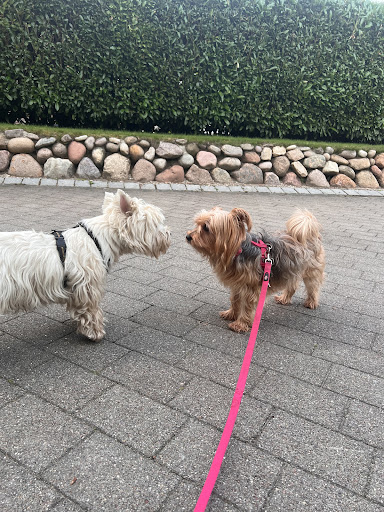Venthien Sabine Dr.med.vet. Tierärztin unter Schenefeld, 