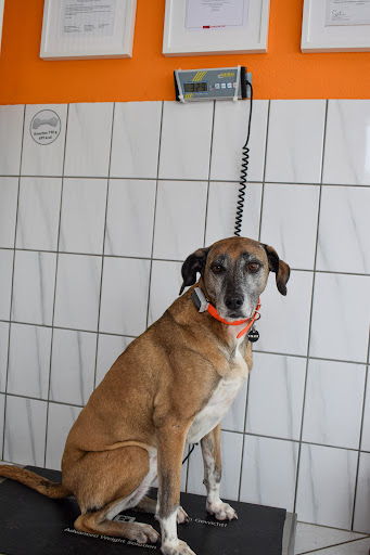 Dr.med.vet. Annerose Mosbach Tierärztin unter Beckingen, 