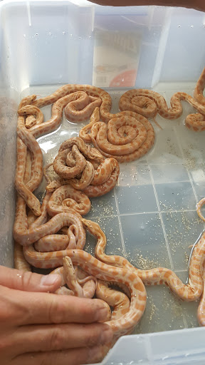 Pet Store «CUSTOM CREATURES PET SHOP», reviews and photos, 10727 N 19th Ave, Phoenix, AZ 85029, USA