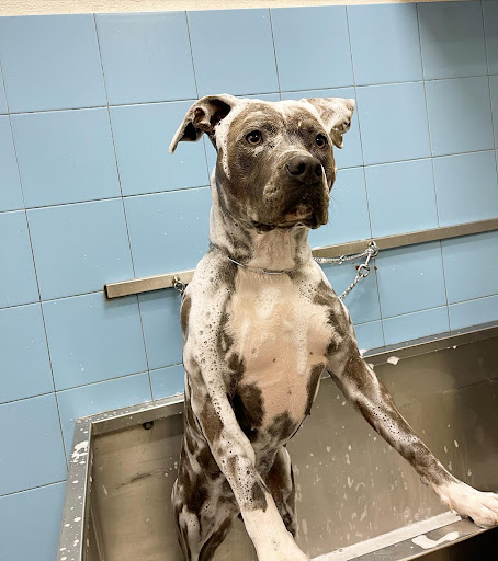 Pensioni per cani e dog hotel a Braccobaldo Shop - Pet Store  Toelettatura & SPA