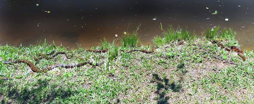 Park «Bogan Park Community Recreation & Aquatic Center», reviews and photos, 2723 N Bogan Rd NE, Buford, GA 30519, USA