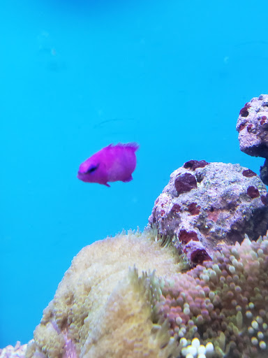 Pet Supply Store «Petco Animal Supplies», reviews and photos, 1574 N Dupont Hwy #300, Dover, DE 19901, USA