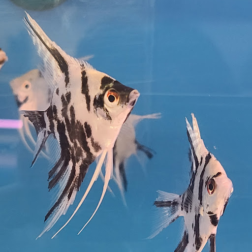 Tropical Fish Store «Tokyo Aquarium», reviews and photos, 4600 W Adams Blvd, Los Angeles, CA 90016, USA