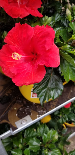 Home Improvement Store «The Home Depot», reviews and photos, 3901 Vineyard Dr, Dunkirk, NY 14048, USA