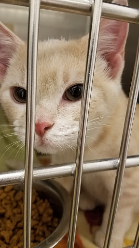 Pet Supply Store «PetSmart», reviews and photos, 2216 E Springs Dr, Madison, WI 53704, USA