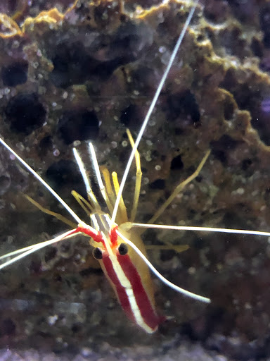 Pet Store «Colchester pet Shop LLC», reviews and photos, 111 Loomis Rd #2a, Colchester, CT 06415, USA