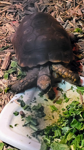 Pet Groomer «Edgewood Pet Center», reviews and photos, 3236 State Rd, Ashtabula, OH 44004, USA