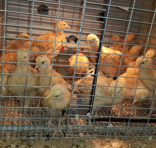 Hardware Store «Buchheit of House Springs», reviews and photos, 4550 Gravois Rd, House Springs, MO 63051, USA