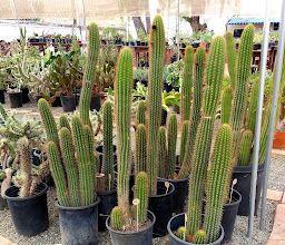 El Jardín Suculento photo