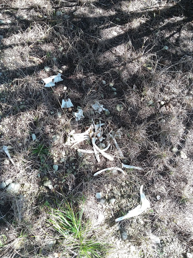 National Park «Canyon Lake Camp Park», reviews and photos, Canyon Park Rd, Canyon Lake, TX 78133, USA