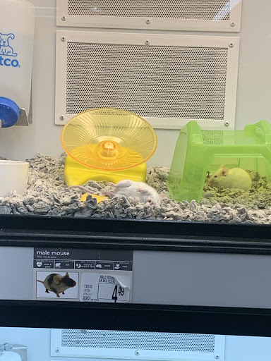 Pet Supply Store «Petco Animal Supplies», reviews and photos, 4401 Transit Rd #600, Williamsville, NY 14221, USA