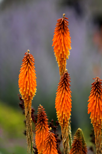Tourist Attraction «NatureScaping Wildlife Botanical Gardens», reviews and photos, 11000 NE 149th St, Brush Prairie, WA 98606, USA