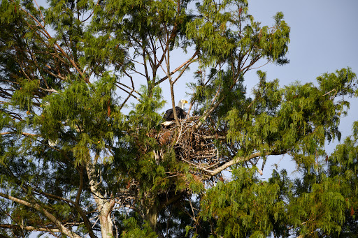 Recreation «Kissimmee Swamp Tours», reviews and photos, 4500 Joe Overstreet Rd, Kenansville, FL 34739, USA