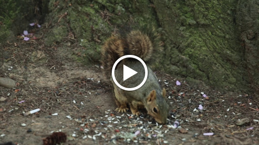 Park «Mt. Tabor Park», reviews and photos, SE Salmon St, Portland, OR 97215, USA