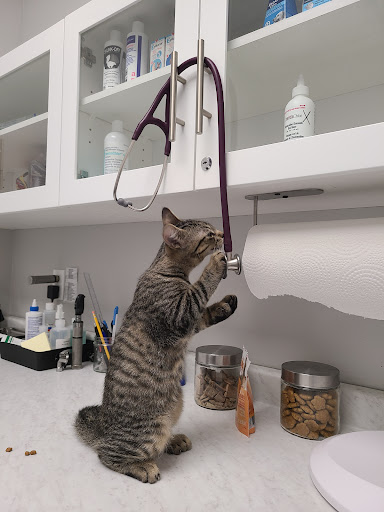 Beechwood Veterinary Services image