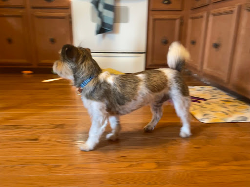 Pet Supply Store «Pet Supplies Plus», reviews and photos, 860 Sunbury Rd, Delaware, OH 43015, USA