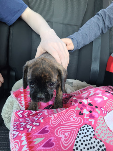 Pet Store «AA Ridgewood Kennels II», reviews and photos, 5401 Lincoln Hwy, Gap, PA 17527, USA