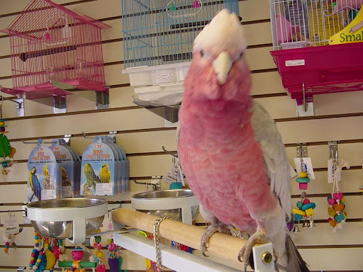 Pet Store «Adventure Birds of Bon Aqua», reviews and photos, 9600 TN-46, Bon Aqua, TN 37025, USA