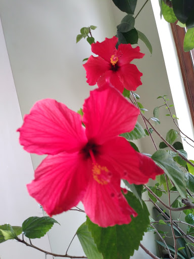 Florist «Gordon Florist & Greenhouses, Inc.», reviews and photos, 24 Essex Rd, Ipswich, MA 01938, USA