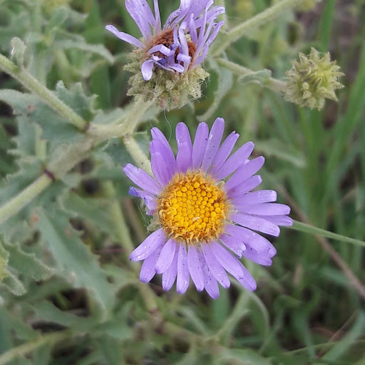 Park «Laura Gilpin Park», reviews and photos, 7415 Kettle Drum St, Colorado Springs, CO 80922, USA