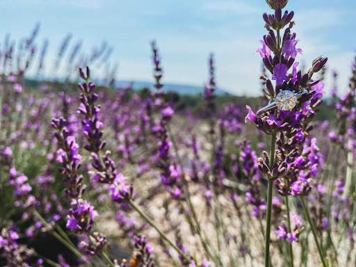 Jewelry Designer «Regency Jewelers», reviews and photos, 1116 Commons Way, Toms River, NJ 08755, USA