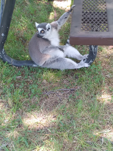 Zoo «Fritz Park Petting Farm», reviews and photos, 312 E Vilbig St, Irving, TX 75060, USA