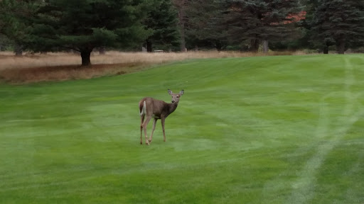 Golf Club «Plum Lake Golf Club», reviews and photos, 3160 Club House Rd, Sayner, WI 54560, USA