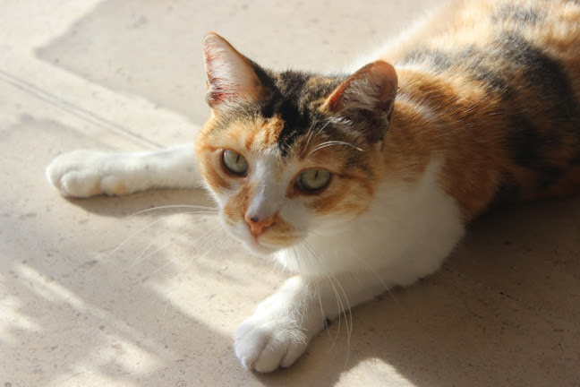 Avaliações doCentro Veterinário Encosta das Maias em Tomar - Veterinário