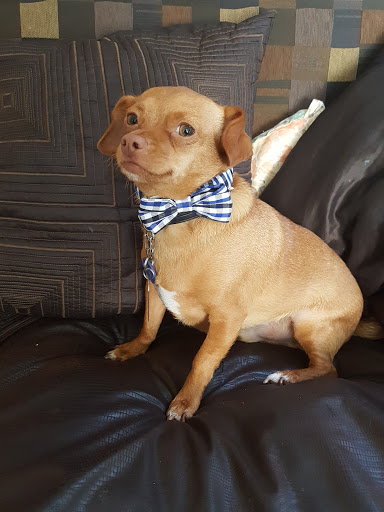 Pet Supply Store «Pet Supplies Plus», reviews and photos, 2840 Countryside Dr, Turlock, CA 95380, USA