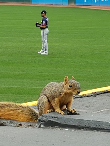 Stadium «Progressive Field», reviews and photos, 2401 Ontario St, Cleveland, OH 44115, USA