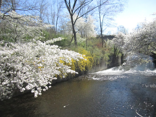 Park «Branch Brook Park», reviews and photos, Lake St & Park Avenue, Newark, NJ 07104, USA