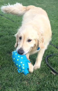 Green Heart Pet Care - Photo 6 - Car repair in , Boise