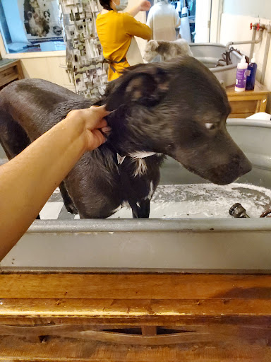 Pet Supply Store «Wags & Whiskers - West Nashville», reviews and photos, 3731 Charlotte Ave, Nashville, TN 37209, USA