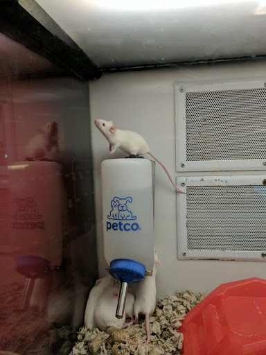 Pet Supply Store «Petco Animal Supplies», reviews and photos, 92 Cluff Crossing Rd, Salem, NH 03079, USA