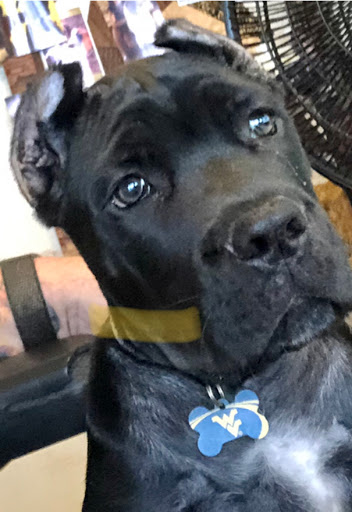 Pet Boarding Service «Howliday Inn Suites & Treats Pet Resort», reviews and photos, 1 Davis Ct, Hurricane, WV 25526, USA