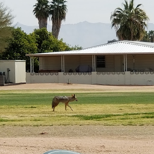 Golf Course «Desert Sands Golf Course», reviews and photos, 1922 S 74th St, Mesa, AZ 85209, USA