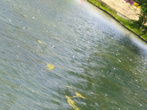 Amusement Park «Lake Winnepesaukah Amusement Park», reviews and photos, 1730 Lakeview Dr, Rossville, GA 30741, USA