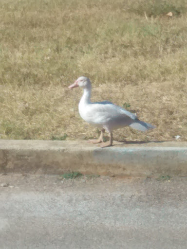 Restaurant or Cafe «Eclipse Coffee & Books», reviews and photos, 1032 Main St, Montevallo, AL 35115, USA
