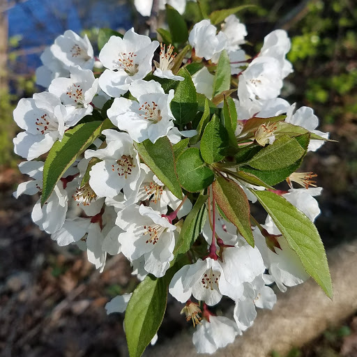 Golf Course «William J. Devine Golf Course at Franklin Park», reviews and photos, 1 Circuit Dr, Dorchester, MA 02121, USA