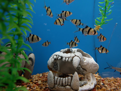 Pet Supply Store «PetSmart», reviews and photos, 367 Mt Hope Ave, Rockaway, NJ 07866, USA