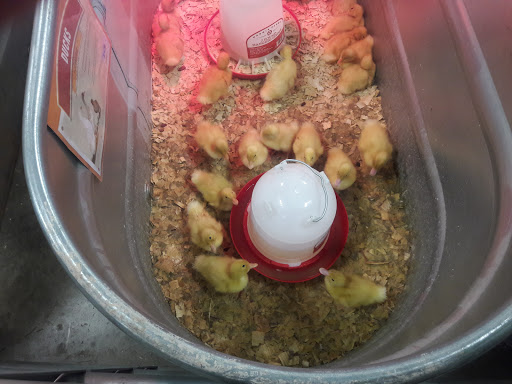 Home Improvement Store «Tractor Supply Co.», reviews and photos, 10161 Lochridge Blvd, Covington, GA 30014, USA