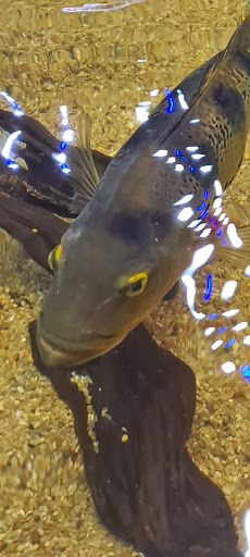 Pet Store «Miles of Exotics», reviews and photos, 8350 N Broadway, Kansas City, MO 64118, USA