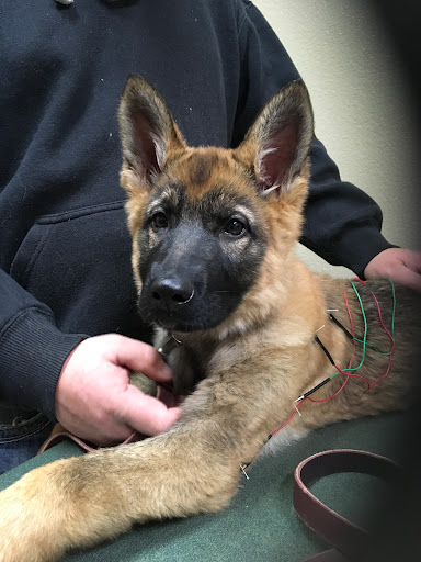 Balance Integrative Veterinary Care image