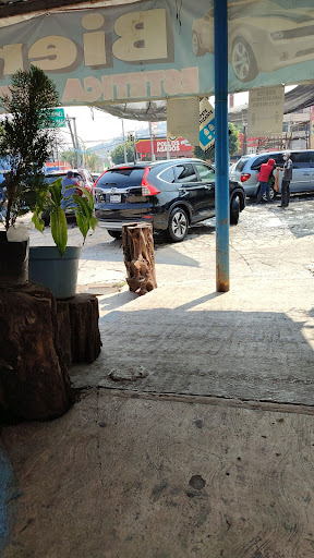 Servicio de árboles Ciudad López Mateos