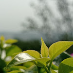 Photo n°8 de l'avis de ciro.o fait le 09/08/2021 à 15:52 sur le  Il Ciliegio dell'Etna à Giarre
