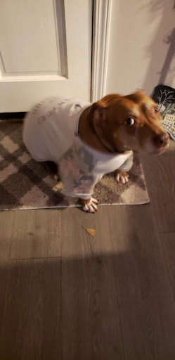 Pet Supply Store «Petco Animal Supplies», reviews and photos, 3264 Buford Dr NE #110, Buford, GA 30519, USA