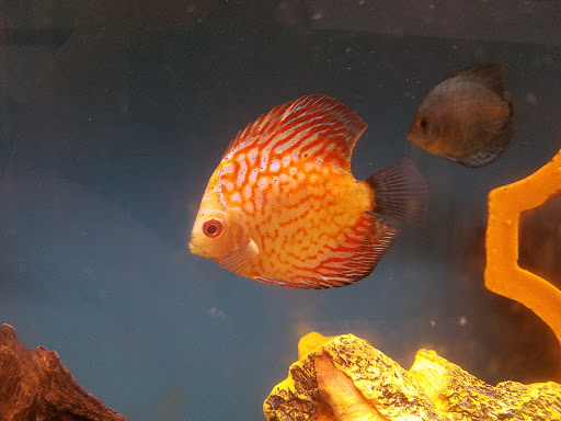 Pet Store «World of Wet Pets», reviews and photos, 8542 SW Apple Way, Portland, OR 97225, USA