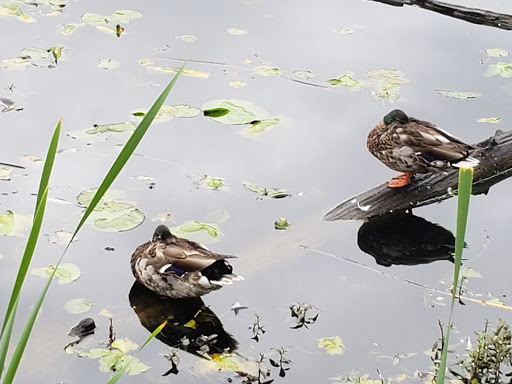 Park «Juanita Beach Park», reviews and photos, 9703 NE Juanita Dr, Kirkland, WA 98034, USA