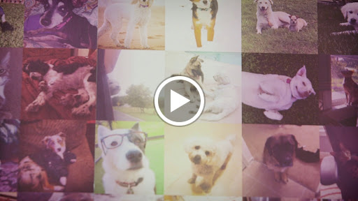 Insurance Agency «Embrace Pet Insurance», reviews and photos