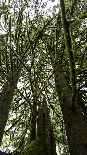 Forestry Service «Hopkins Demonstration Forest», reviews and photos, 16750 S Brockway Rd, Oregon City, OR 97045, USA